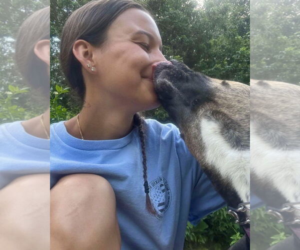 Medium Photo #5 Mutt Puppy For Sale in Mount Laurel, NJ, USA