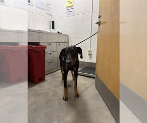 Doberman Pinscher Dogs for adoption in Forestville, MD, USA