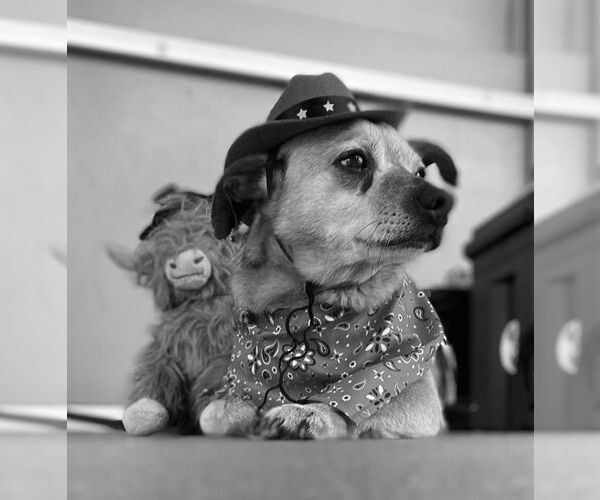 Medium Photo #3 Chihuahua Puppy For Sale in Lawrenceville, NJ, USA