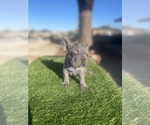 Small #10 French Bulldog