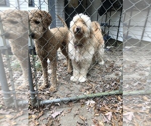 Mother of the Goldendoodle puppies born on 12/26/2020