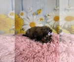 Small #6 ShihPoo