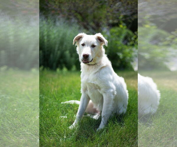Medium Photo #31 Huskies -Unknown Mix Puppy For Sale in Sandy, UT, USA