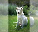 Small #30 Huskies  Mix
