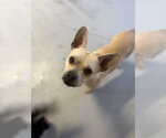 Small #3 Faux Frenchbo Bulldog