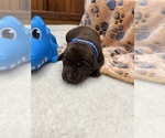 Image preview for Ad Listing. Nickname: Lab puppies