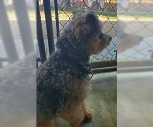 Maltese-Unknown Mix Dogs for adoption in Ventura, CA, USA