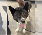 Small Akita