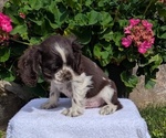 Small #8 Cocker Spaniel