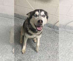 Siberian Husky Dogs for adoption in Long Beach, CA, USA