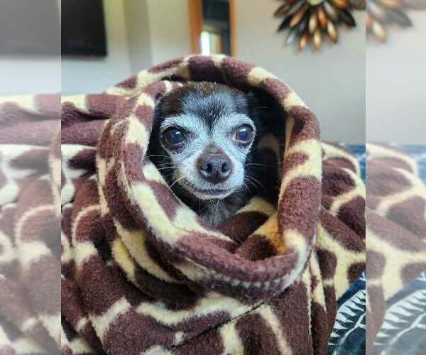 Medium Photo #3 Chihuahua-Unknown Mix Puppy For Sale in Plymouth, MN, USA