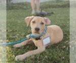 Small #27 Labrador Retriever Mix