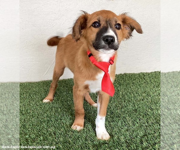 Medium Photo #2 Borador Puppy For Sale in San Diego, CA, USA