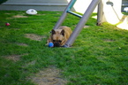 Small Photo #9 Bulldog Puppy For Sale in LA QUINTA, CA, USA