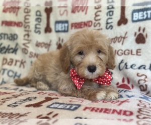 Labrador Retriever Puppy for sale in LAKELAND, FL, USA