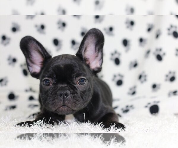 Medium Photo #2 French Bulldog Puppy For Sale in LAGUNA BEACH, CA, USA