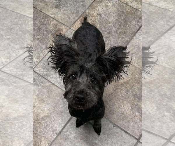 Medium Photo #4 Mutt Puppy For Sale in Westwood, NJ, USA