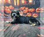 *GASTON - Male Havanese-Unknown Mix Dog for Adoption - Small photo