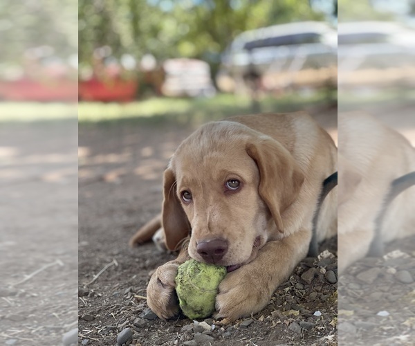 Medium Photo #7 Labrador Retriever Puppy For Sale in BROWNS VALLEY, CA, USA
