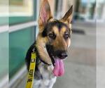 Small German Shepherd Dog Mix