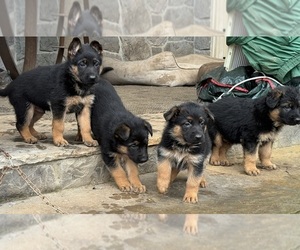 German Shepherd Dog Puppy for sale in CORBETT, OR, USA