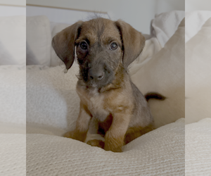 Dachshund-Unknown Mix Dogs for adoption in Bellevue, WA, USA