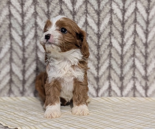 Medium Photo #31 Cavapoo (Miniature) Puppy For Sale in GOSHEN, IN, USA