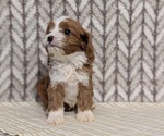 Small Photo #31 Cavapoo (Miniature) Puppy For Sale in GOSHEN, IN, USA