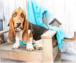 Small Photo #11 Basset Hound Puppy For Sale in WAKARUSA, IN, USA