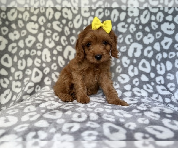 Medium Photo #1 Cavapoo (Miniature) Puppy For Sale in LAKELAND, FL, USA