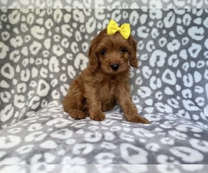 Cavapoo (Miniature) Puppy for sale in LAKELAND, FL, USA