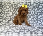Image preview for Ad Listing. Nickname: Molly