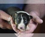 Small #5 Pembroke Welsh Corgi