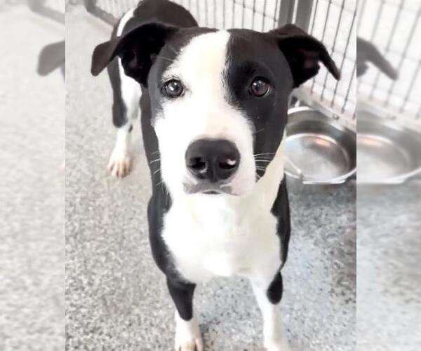 Medium Photo #3 American Pit Bull Terrier-Unknown Mix Puppy For Sale in Houston, TX, USA