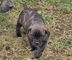 Puppy Phineas Cane Corso