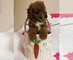 Small Photo #10 Cavapoo Puppy For Sale in SYLMAR, CA, USA