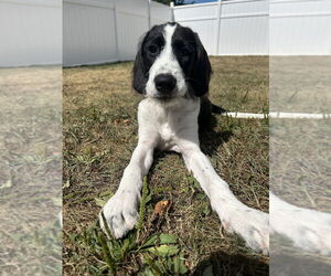 Medium English Springer Spaniel Mix