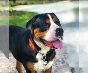 Father of the Greater Swiss Mountain Dog puppies born on 04/21/2026