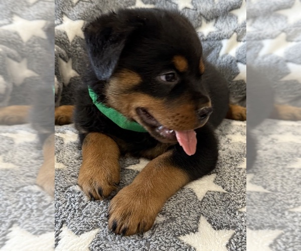 Medium Photo #15 Rottweiler Puppy For Sale in BRIGHTON, CO, USA