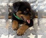 Small #14 Rottweiler