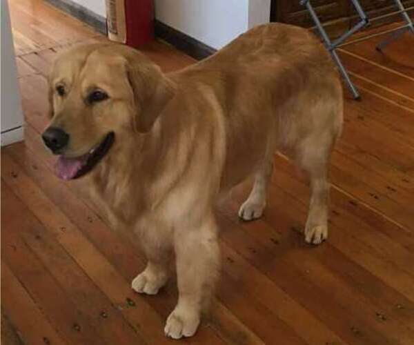 Medium Photo #1 Golden Retriever Puppy For Sale in NUNN, CO, USA