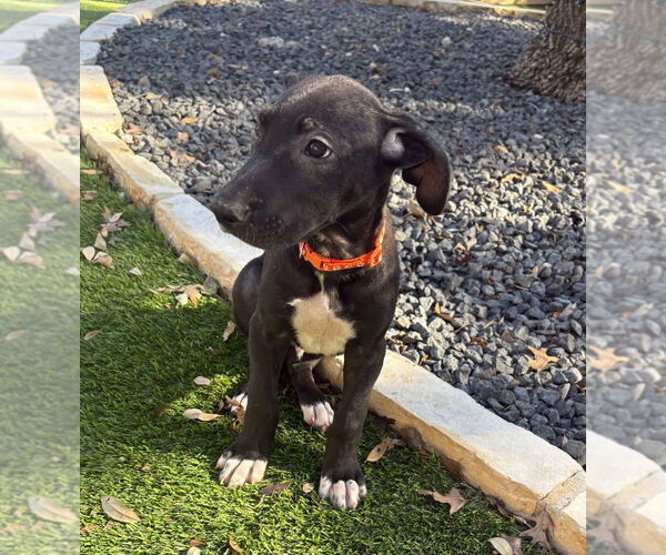 Medium Photo #3 German Shepherd Dog-Great Dane Mix Puppy For Sale in Bullard, TX, USA