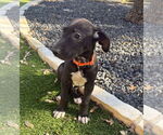Small #2 German Shepherd Dog-Great Dane Mix