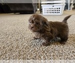 Small #10 ShihPoo