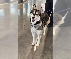 Siberian Husky Dogs for adoption in San Martin, CA, USA