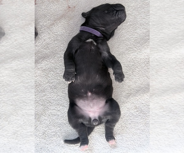 Medium Photo #13 Great Dane Puppy For Sale in OLATHE, CO, USA