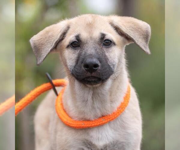 Medium Photo #2 Labrador Retriever-Unknown Mix Puppy For Sale in San Diego, CA, USA