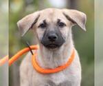 Small #1 Labrador Retriever Mix
