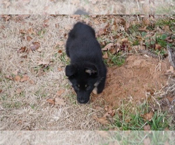 Medium Photo #14 German Shepherd Dog Puppy For Sale in NOBLE, OK, USA