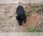 Small Photo #14 German Shepherd Dog Puppy For Sale in NOBLE, OK, USA